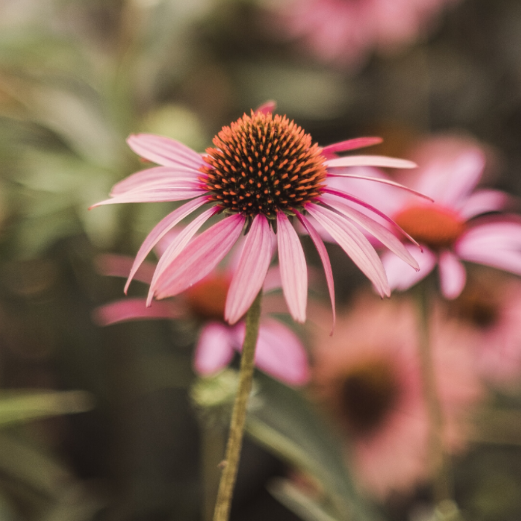 Herbal Consultations